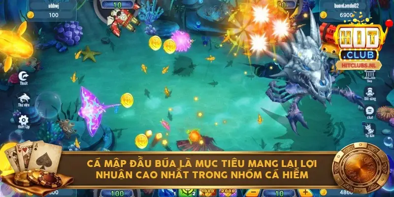 Cá Mập Đầu Búa là mục tiêu mang lại lợi nhuận cao nhất trong nhóm cá hiếm